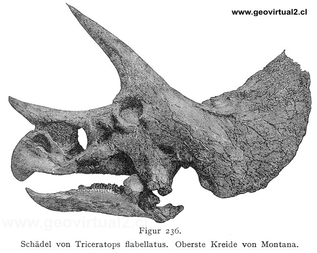 Craneo del Triceratops - en Walther, 1908