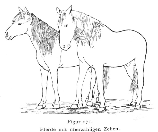 Protohippus - caballos con dos dedos