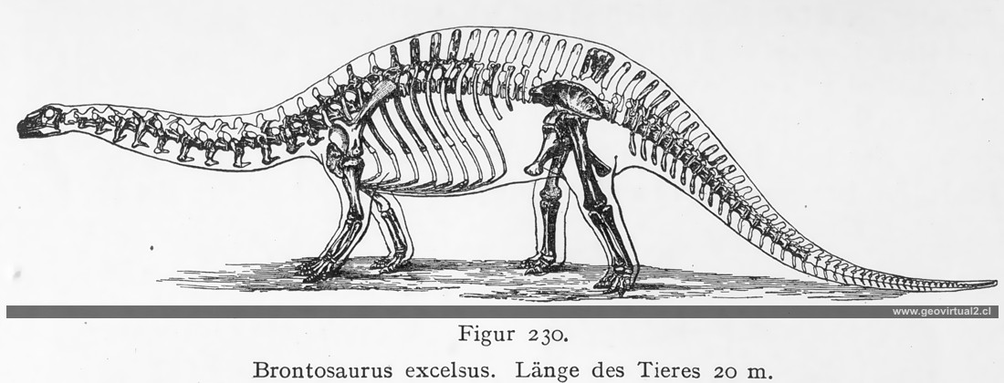 Brontosaurio de Walther