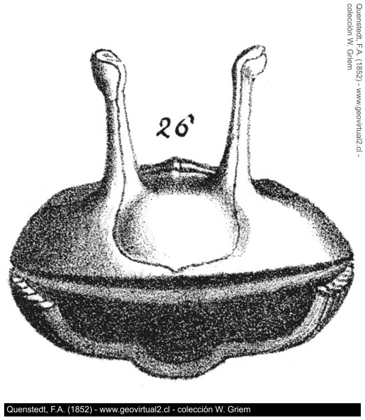 Ojos del Asaphus cornutos - Quenstedt, 1852