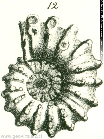 Douvilleiceras monile de Quenstedt 1852