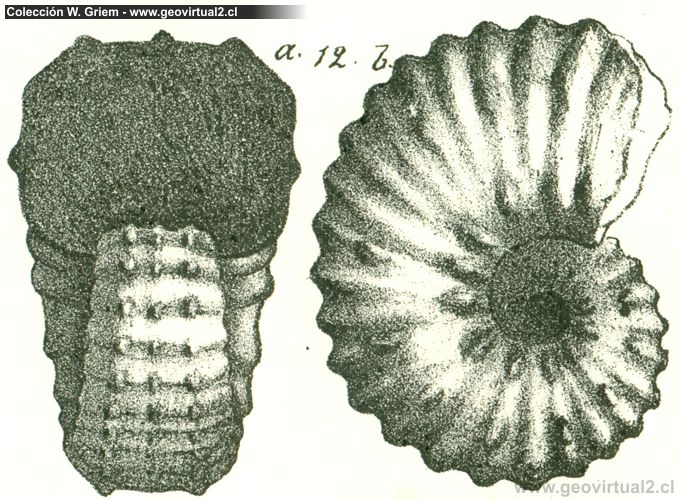 Acanthoceras, ammonite