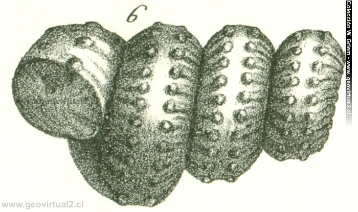 Turrilites catenatus (Quenstedt, 1852)