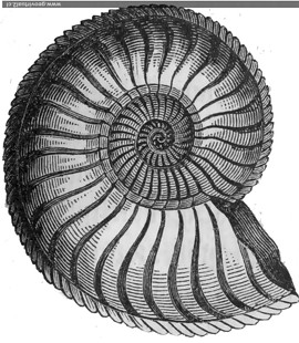 Ammonite de jurásico - Amaltheus - según Burmeister