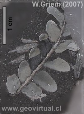 Neuropteris, una planta de la época Carbonífera