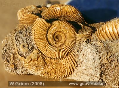 Ammonites: Dactylioceras