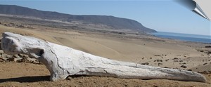 Paleontological Park in Caldera, Atacama, Chile