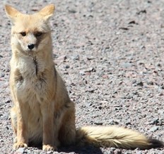 Animales en el desierto de Atacama