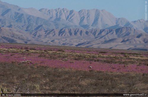 Flowering desert between Vallenar and Copiapó, Atacama Region - Chile.