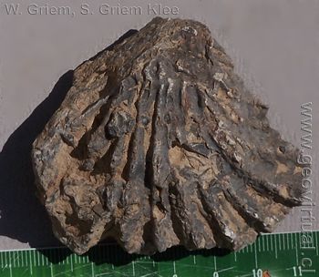 Lopha - fósil del jurásico