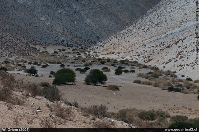 Fondo de la Quebrada Algarrobal en el sector Jarilla (Atacama, Chile)