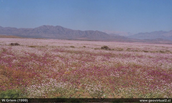 Die blühende Atacama Wüste in Chile um 1999: Die Wüste blüht