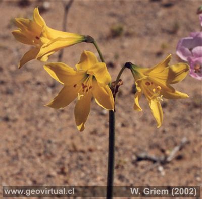 Añañuca amarilla in der Atacama Wüste, Chile: Die blühende Wüste