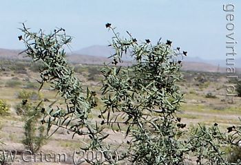 Flora de Atacama: Carbonillo
