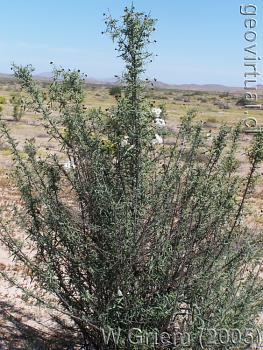 Carbonillo - flora del desierto Atacama