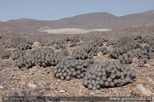 Cactus en Atacama: Copiapoa