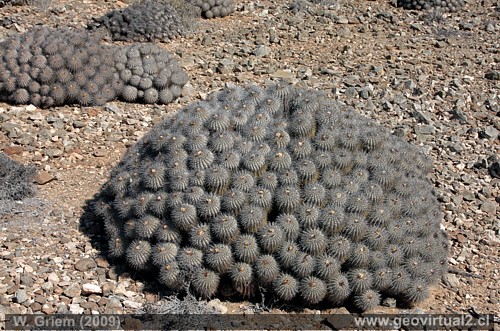 Cactus en Atacama: Copiapoa