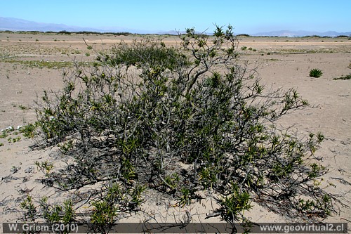 Cuerno de la Cabra o "Cuernecillo"  (Skytanthus acutus Meyen) en el desierto Atacama, Chile