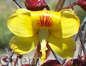 Flora en Atacama: Flor de Retamilla