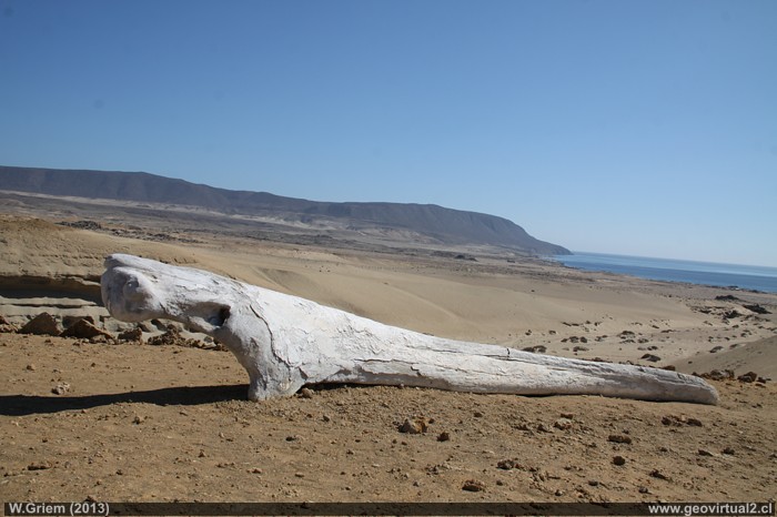Parque Paleontologico en la Region de Atacama, Chile