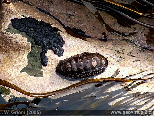 Apretador - Poliplacophora, poliplacofora - en la zona litoral de Huasco (Chile)