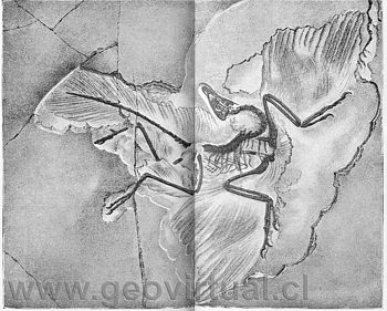 Archaeopteryx Simensii Dames (Haas, 1902)