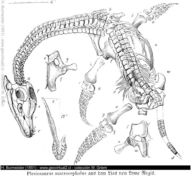 Plesiosaurus macrocephalus de Burmeister, 1851