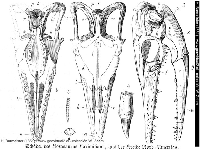 Mosasaurus Maximiliani de Burmeister