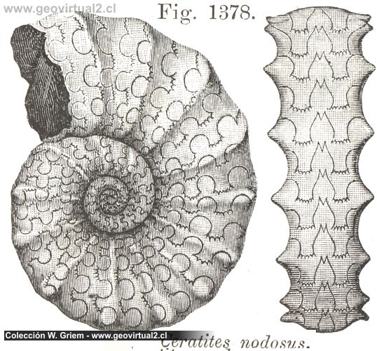Ceratites nodosus de Vogt 1866