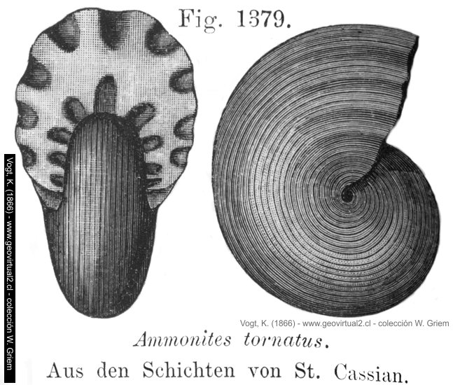 Cladiscites tornatus de Vogt, 1866