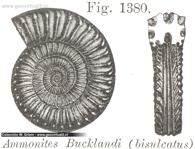 Arietites bucklandi: Vogt 1866
