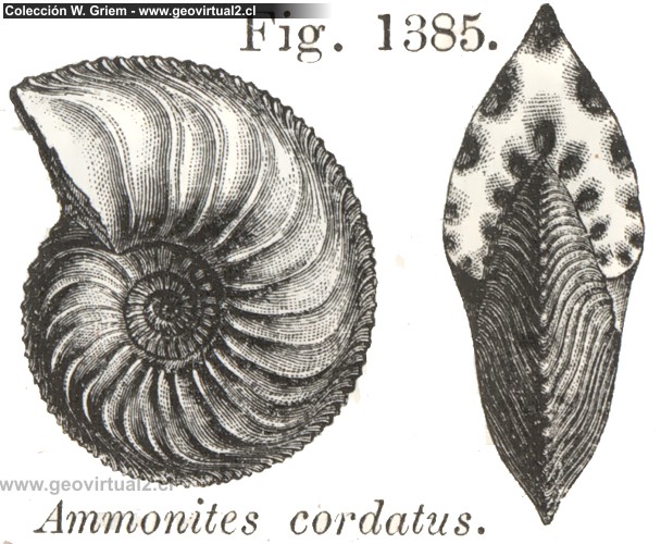 Cardioceras cordatum - un ammonite: Vogt 1866