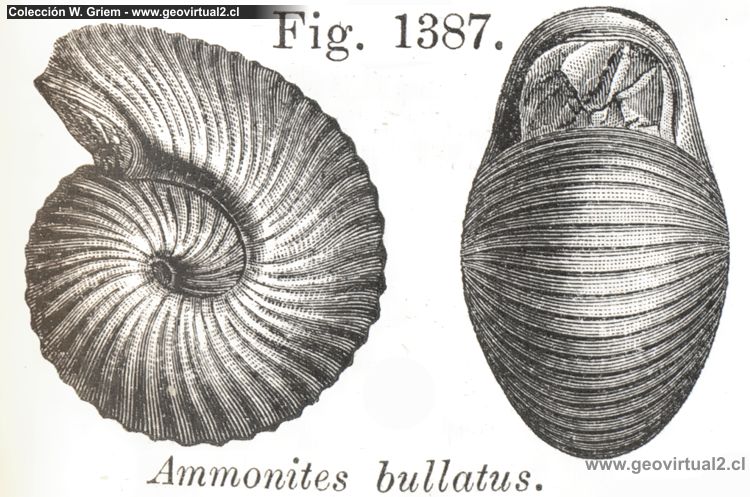 Bullatimorphites - ammonite de Vogt 1866 