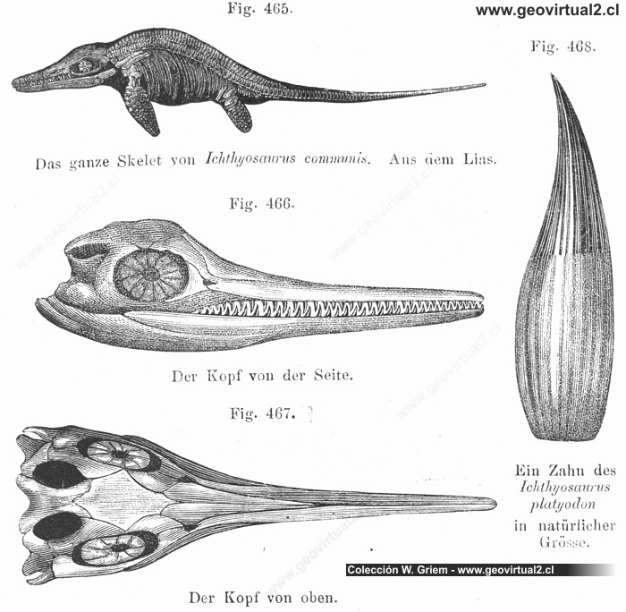 Carl Vogt (1866): Ichthyosauros communis