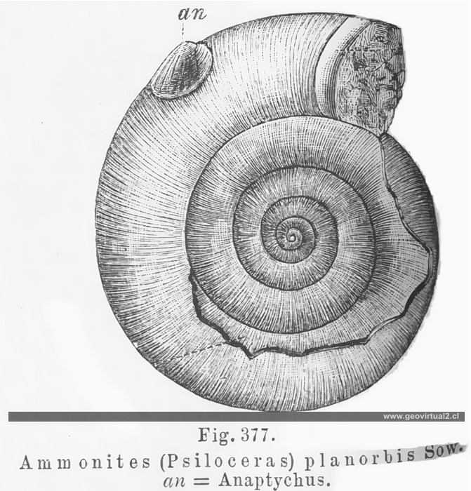 Psiloceras, Ammonites de Credner