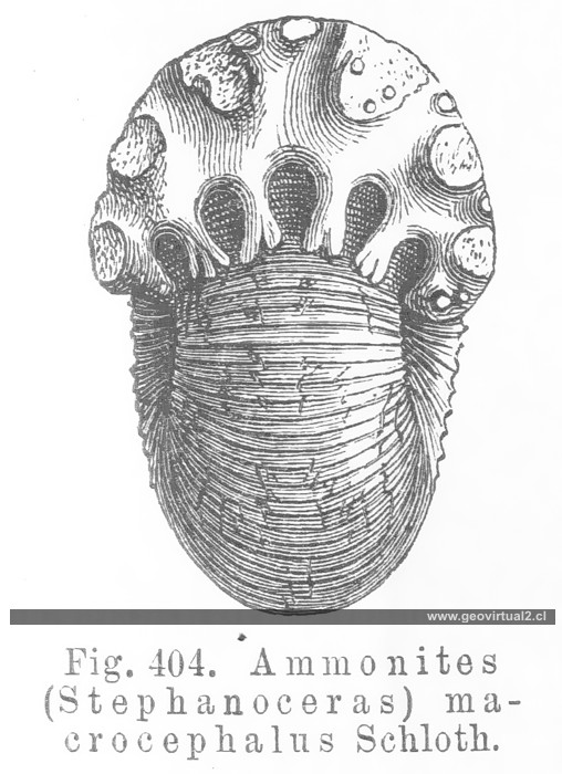 Stepanoceras de Credner - Ammonite