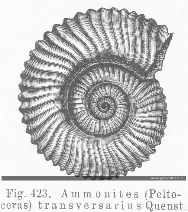 Credner: Peltoceras, Ammonite