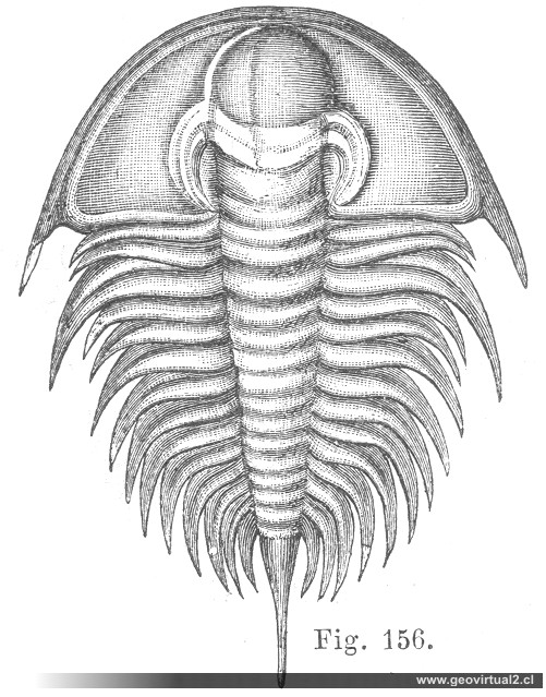 Olenellus Thompsoni (Trilobite) 