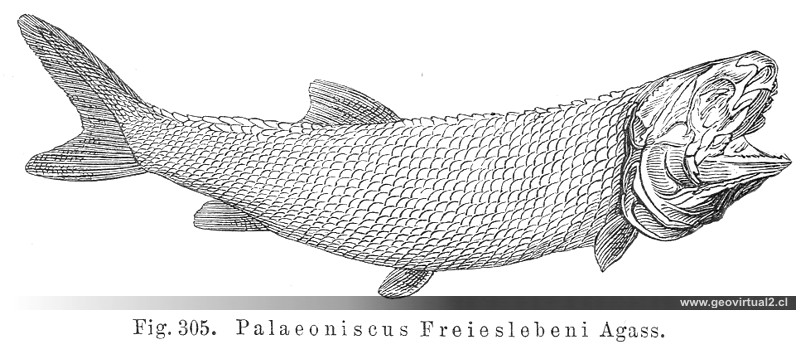 Palaeoniscus Freieslebeni, Credner, 1891