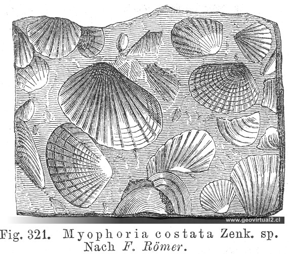 Myophoria costata, de Credner