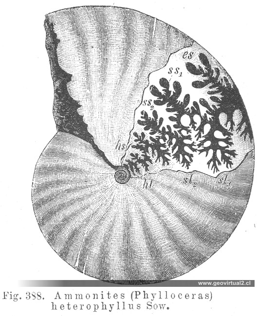 Credner: Phylloceras heterophyllus