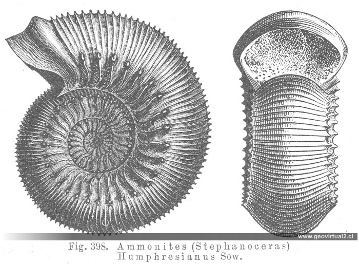 Stephanoceras Humphresanius: Credner