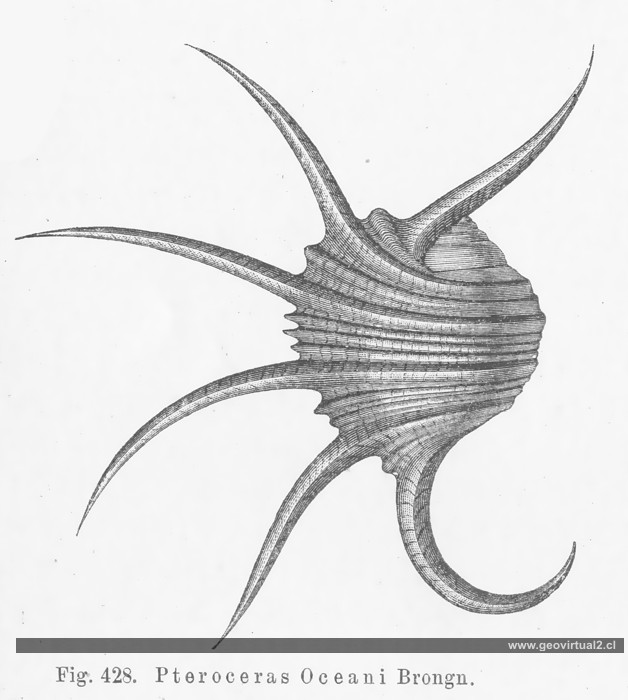 Pteroceras Oceani de Credner