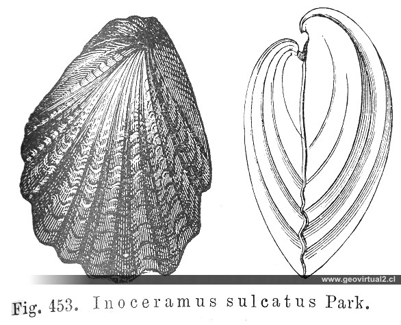 Inoceramus