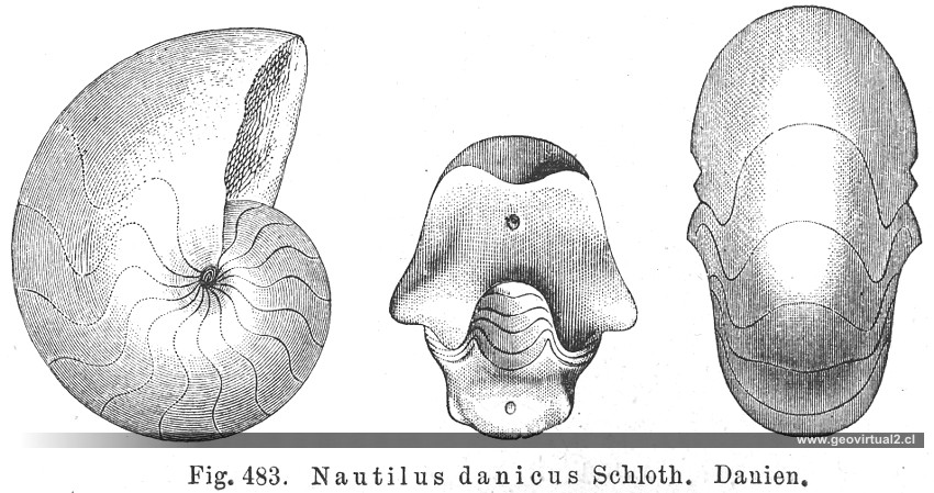 Nautilos: Nautilus danicus, CREDNER, 1891