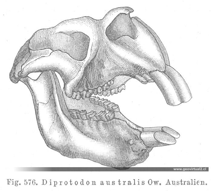 Credner, 1891: Marsupial, Diprotodon