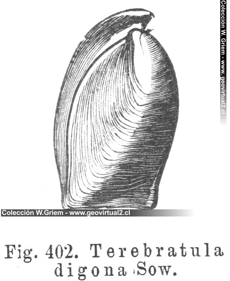Digonella digona = Terebrátula digona Sow. (Credner, 1891)