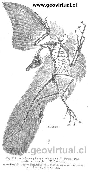 Archaeopteryx macrura R. Owen