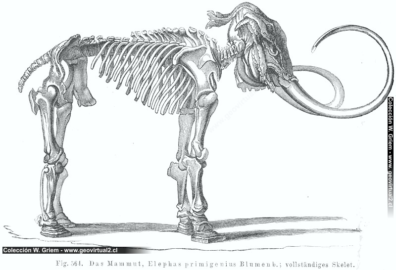 Mammut Elephas primigenius