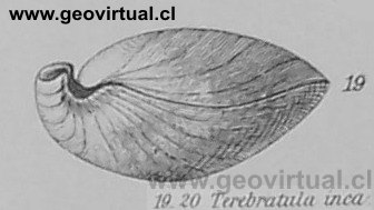 Terbratula inca de Charles Darwin (1876)